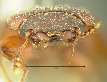 Media type: image;   Entomology 110 Aspect: head frontal view